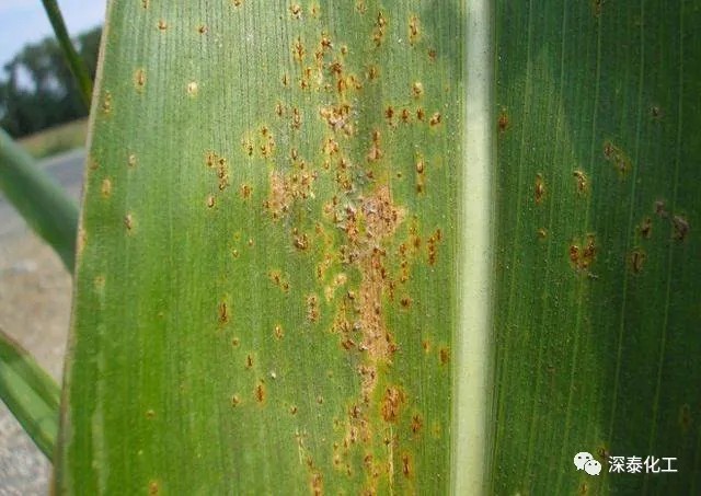 1628901515(1).jpg 1628901515(1).jpg