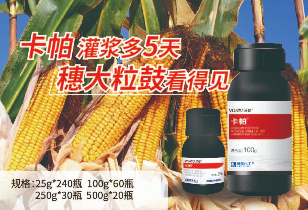 卡帕灌浆多5天,穗大粒鼓看得见-04.jpg 卡帕灌浆多5天,穗大粒鼓看得见-04.jpg