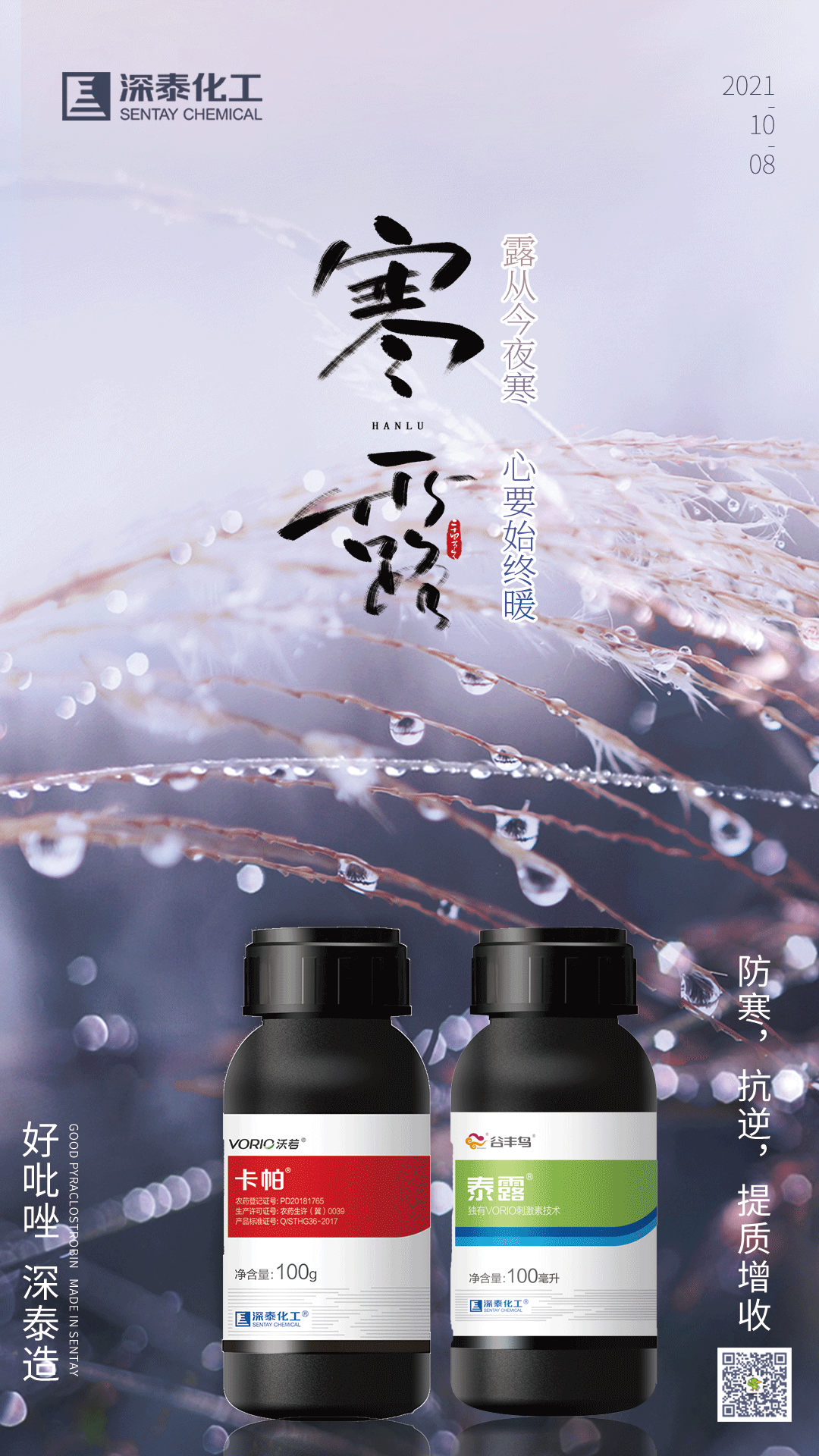 寒露10.png